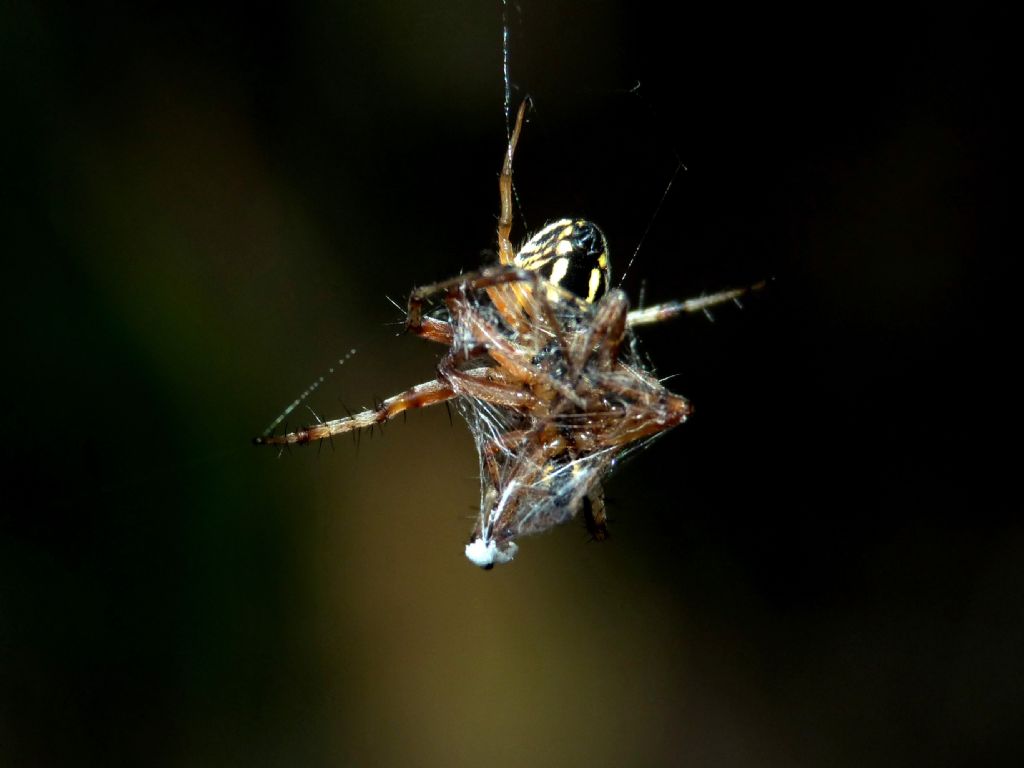 Il sesso nei ragni: Galleria fotografica